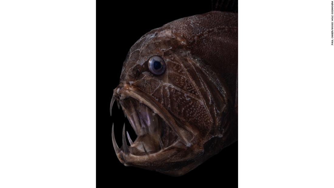 &lt;strong&gt;Fangtooth -- &lt;/strong&gt;According to the WHOI the fangtooth has the highest tooth to body ratio of any fish in the ocean. In fact, it&#39;s able to catch fish bigger than itself. Sockets in the roof of its mouth prevent the fish&#39;s teeth from puncturing its own brain in the process.
