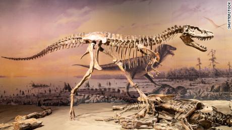 The researchers looked at a total of 1,600 fossils representing 247 dinosaur species.