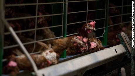 Proposed legislation would phase out cages for farm animals, including rabbits, young hens, quails, ducks and geese.