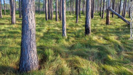 Longleaf pines forests, pictured here at Avon Park Air Force Range in the Everglades Headwaters, are an essential Florida ecosystem.