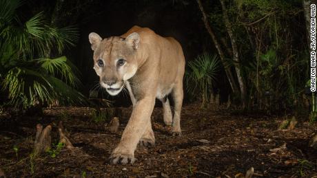 The Florida Wildlife Corridor Is Nearly 18 Million Acres Of Natural Wonder The State Just Guaranteed Its Survival Cnn