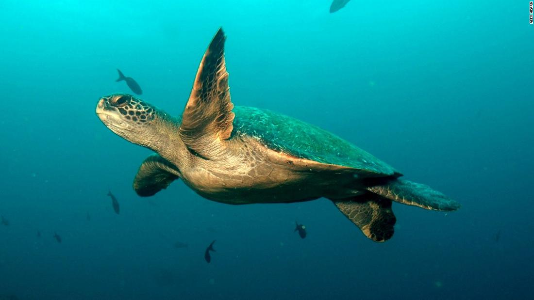 &quot;We now have six species documented that are moving between these two islands,&quot; says Todd Steiner, executive director of Turtle Island Restoration Network and a founding member of MigraMar. &quot;We suspect there&#39;s even more.&quot; 