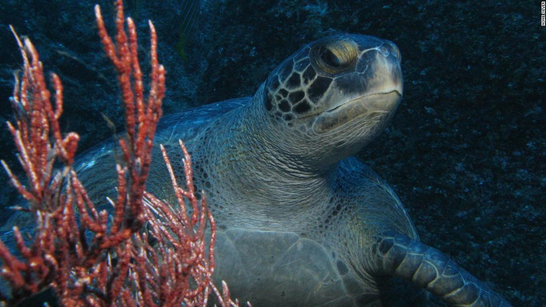 Endangered green turtles have been found to move between the islands, as they nest in the Galapagos and forage in the Cocos. 