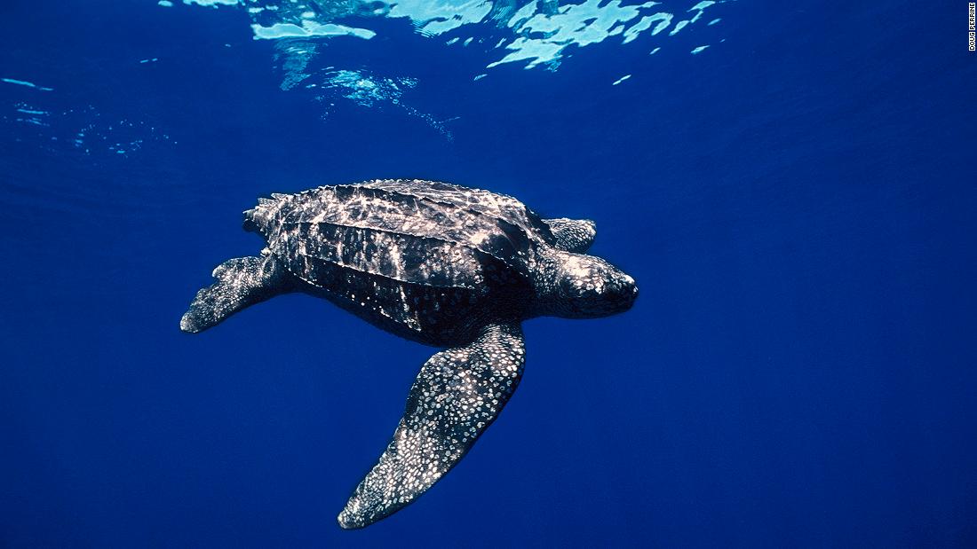 Leatherback turtles, which are listed as vulnerable, also use the route. One of the greatest threats to their survival is being caught accidentally by fishing boats or getting entangled in nets.