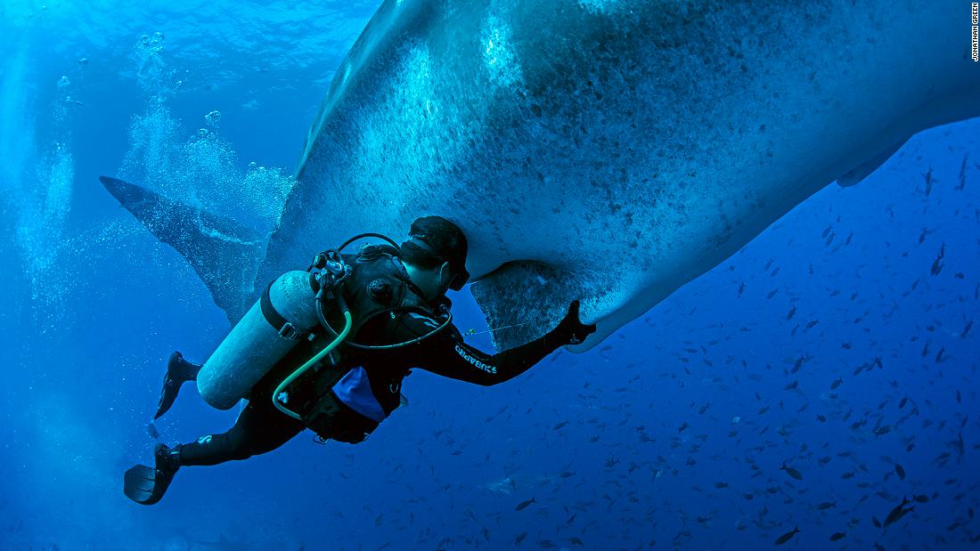 MigraMar, a network of scientists and environmental groups, has built a strong case for protecting the swimway, by documenting the species that use it. They have attached satellite and acoustic tags to individual species, like the whale shark pictured, so that they are able to follow their migratory pathway.