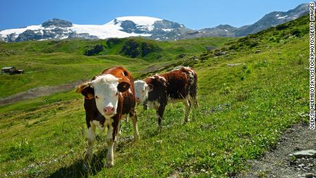 The researchers tested the stomach juices of Alpine cows, such as those pictured here, and found it could degrade some plastics.