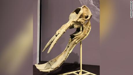 Ši fosilija priklausė „kastuvams“, kurie prieš 13 milijonų metų vaikščiojo didelėmis bandomis Vidurinėje Azijoje. 