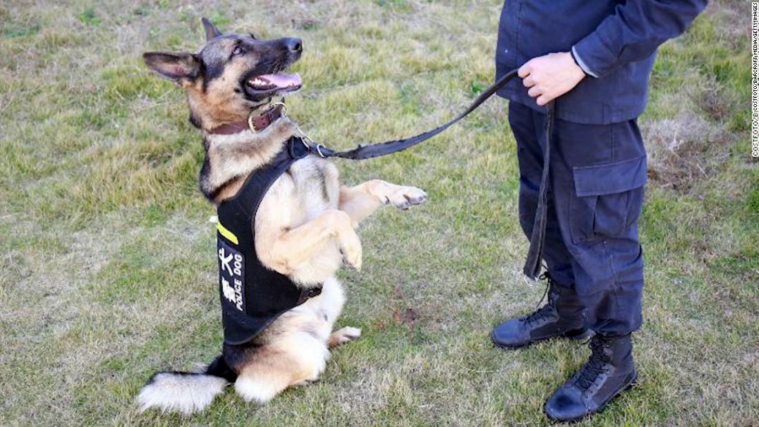 Policía de China subasta perros que no aprobaron su entrenamiento - CNN ...