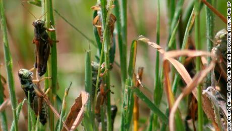 Cattle compete against locusts for food in the historic drought in the West.  The bugs win.