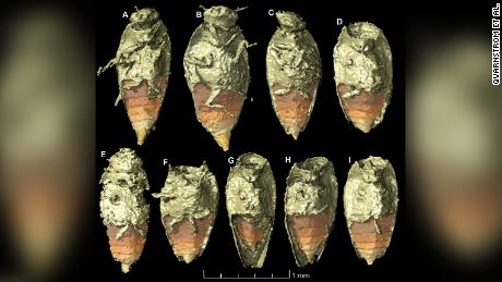 The tiny beetle Triamyxa coprolithica is the first insect to be described from fossil feces, according to a study published Wednesday in the journal Current Biology. 