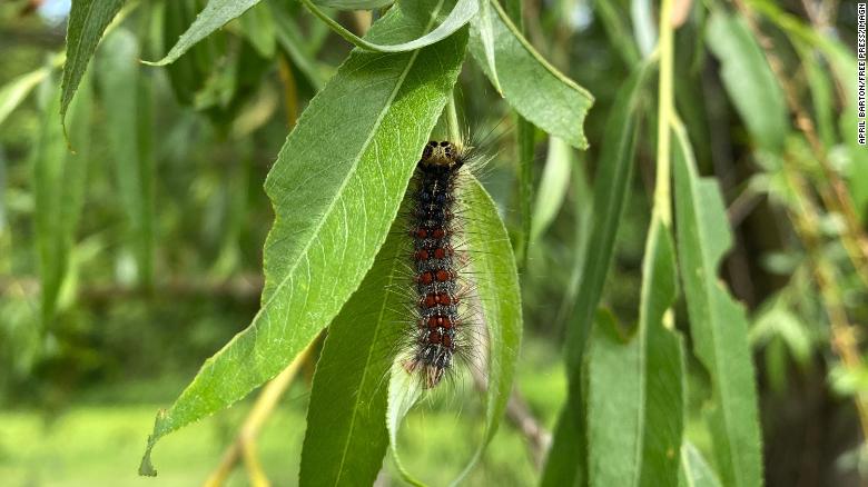 Gypsy moths are stripping trees bare in the Northeast. Here’s why the outbreak is so bad