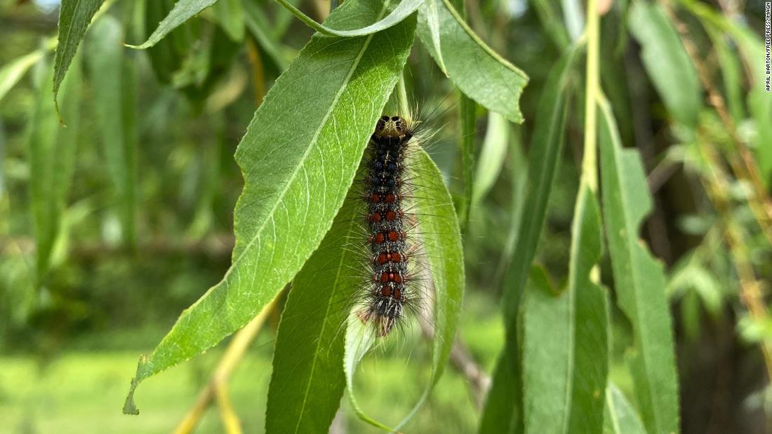 Gypsy moths are stripping trees bare in the Northeast. Here's why the outbreak is so bad