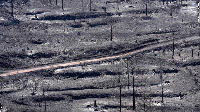 Burned trees are seen on Troodos mountain, in Ora village, southwestern Cyprus, Sunday, July 4.