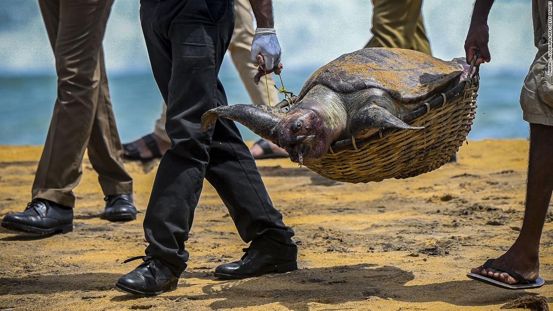 Wildlife officials carry away the carcass of a turtle that was washed ashore at the beach of Angulana, south of Sri Lanka&#39;s capital Colombo on June 24.