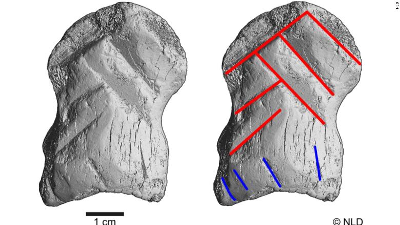 Le scansioni topografiche computerizzate dell'osso inciso hanno mostrato sei linee che mostrano la forma del simbolo chevron. 