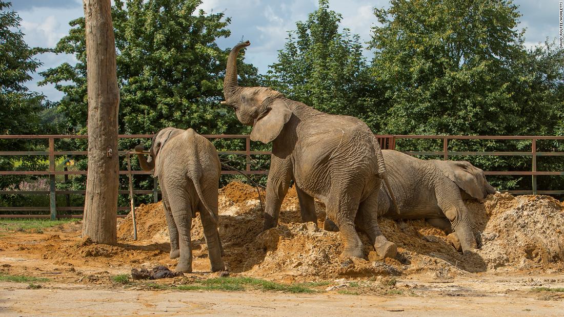 Transporter des éléphants d’un zoo britannique vers la nature sauvage du Kenya dans un « premier monde »