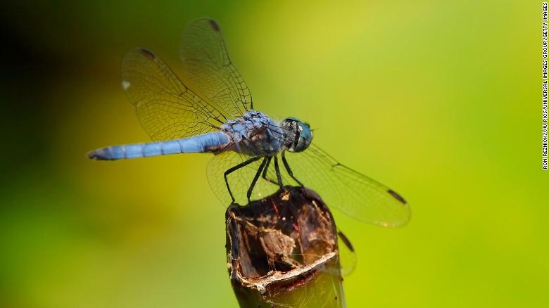 Dragonflies are losing their wing color because of climate change, study shows