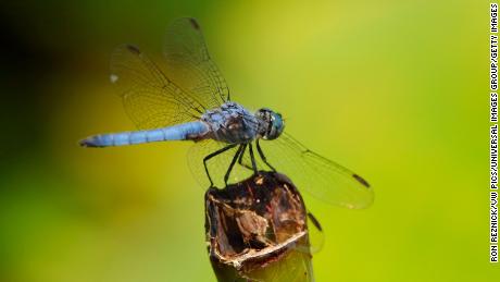 Researchers worry that female dragonflies may no longer recognize their male counterparts.