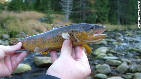 Methamphetamine in waterways may be turning trout into addicts