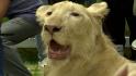 Pet lion reunited with owner after special exception