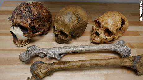 Fosilele umane prezintă variații ale creierului (craniilor) și dimensiunii corpului (femurelor) în perioada Pleistocenului.