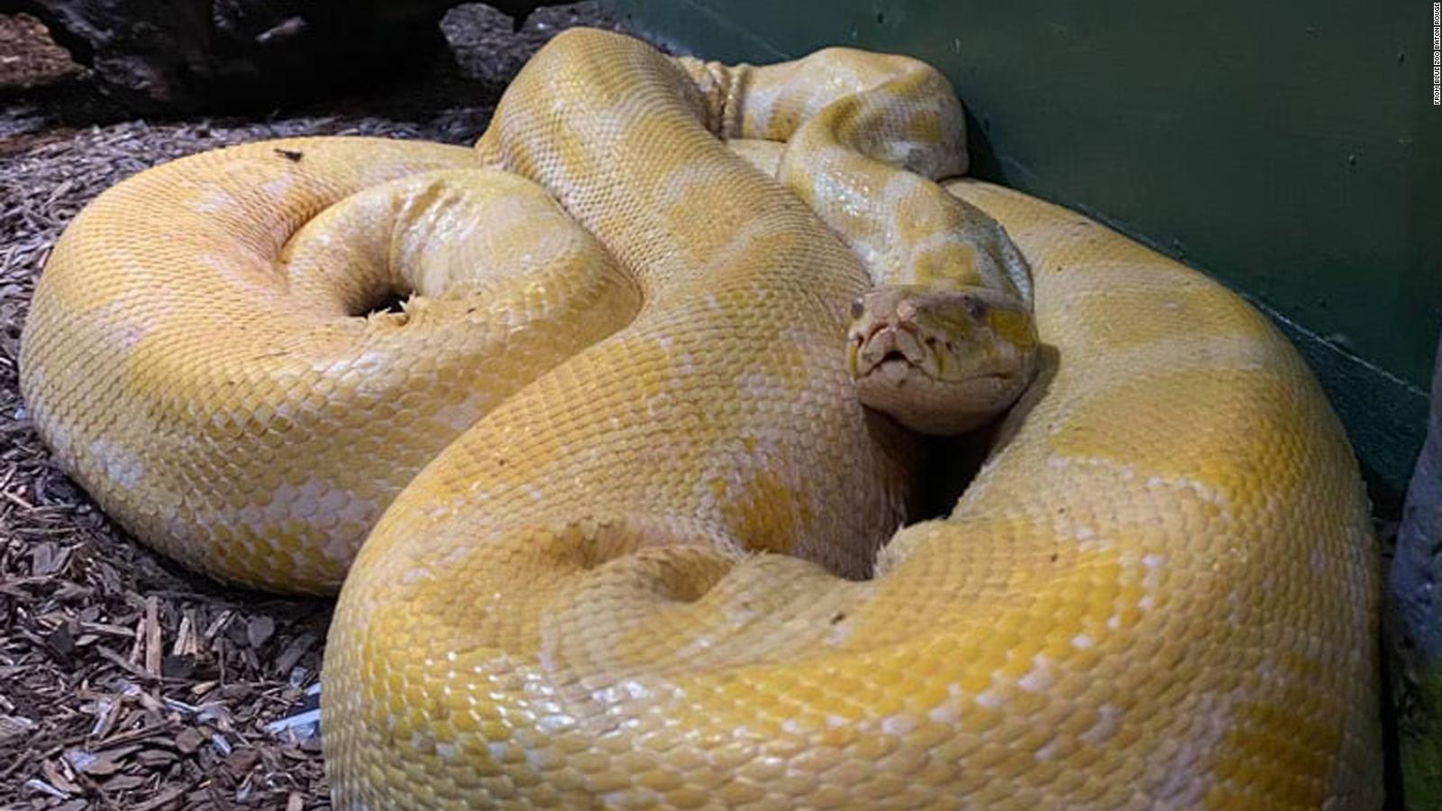 A 12 Foot Burmese Python Has Been Loose In A Louisiana Mall Store For 2951