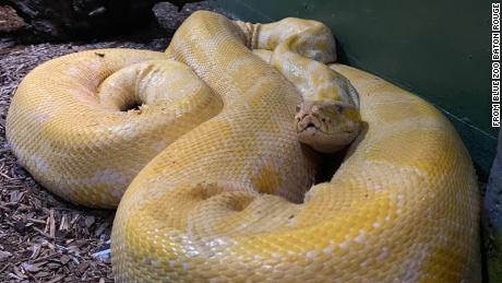 Cara, a large, banana-yellow Burmese python, slithered out of her exhibit in the Blue Zoo aquarium in the Mall of Louisiana.