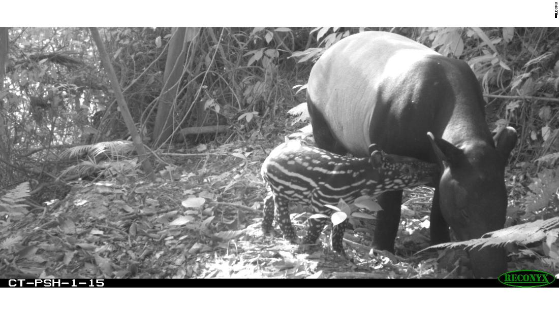 Found in the rainforests of Southeast Asia, including Thailand and Myanmar, the Malayan tapir is threatened by habitat destruction and hunting. 