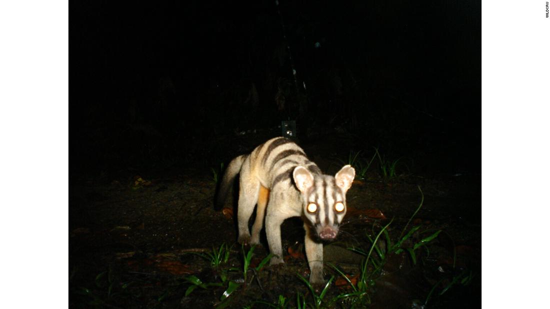 WildCRU&#39;s initial research was conducted in Southeast Asia, looking at the elusive clouded leopard, but the decade-long study ended up photographing more than 250 animal species -- including this banded civet. The banded civet is nocturnal and lives in Indonesia, Malaysia, Brunei, and parts of Myanmar and Thailand.