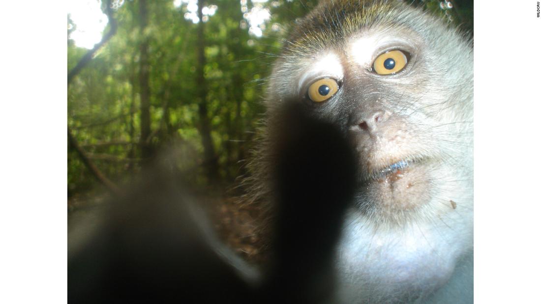 A mobile game called &quot;Unseen Empire&quot; turns a real wildlife camera trap study into a playable experience, to help people to better understand conservation science. Players get to identify animals from a selection of the 6 million photographs captured by a study in Southeast Asia -- including this one of a Nicobar crab-eating macaque.