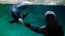 A young child reaches out to a Gentoo penguin as it swims in its enclosure at Pairi Daiza Park in Cambron-Casteau, Belgium, Monday, July 5, 2021. Pairi Daiza, one of the biggest zoos in Europe, has recently added ten Gentoo penguins to their animal population. (AP Photo/Virginia Mayo)