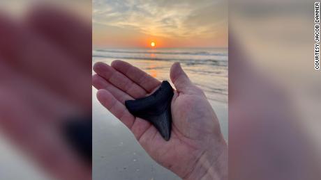 A man found two megalodon teeth 3 weeks apart.  The latest is due to Tropical Storm Elsa