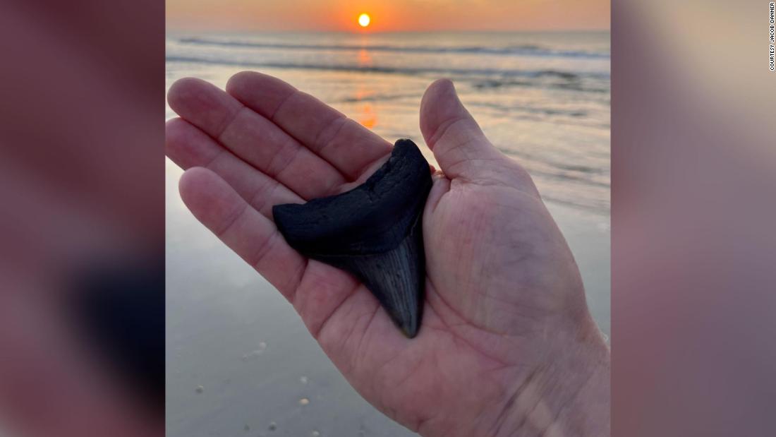 A man found two megalodon teeth 3 weeks apart. The latest one is thanks to Tropical Storm Elsa