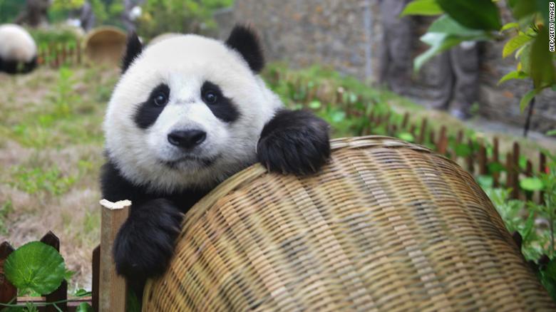 Giant pandas are no longer endangered, thanks to conservation efforts, China says
