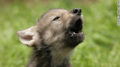 A wolf puppy howls. 