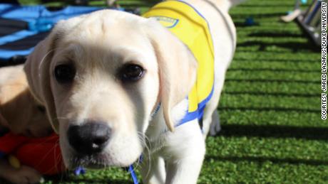 The puppies from Canine Companions for Independence are part of a long-term study funded by the US National Institutes of Health to assess how different rearing strategies affect the behavior and cognitive development of assistance dogs.