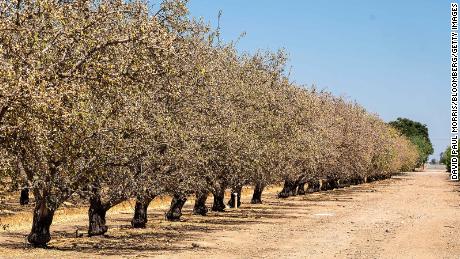 Almond trees are dying for lack of water at an orchard in Gustine, California.