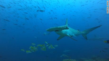 Scientists fight to protect a 'highway' of sharks and turtles;
