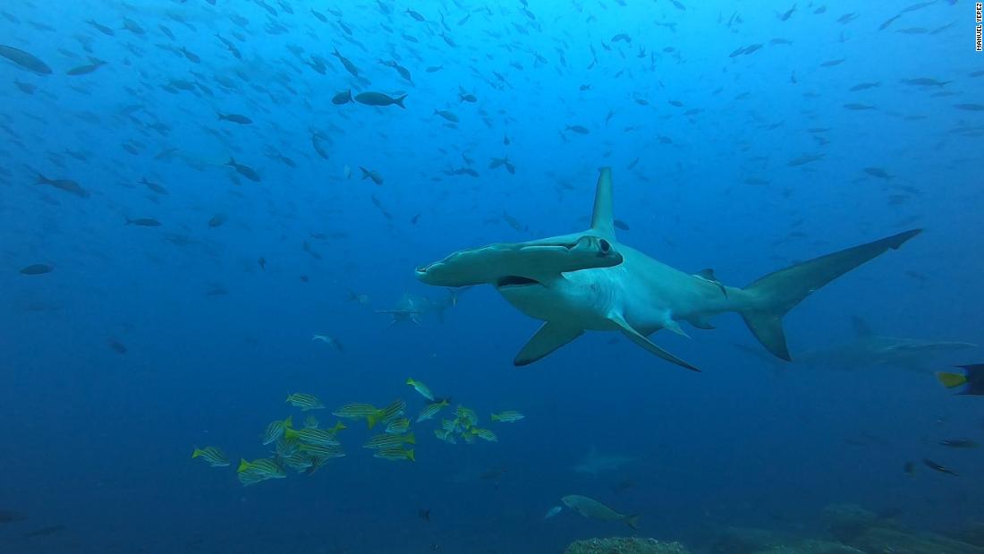 Scientists are fighting to protect a shark and turtle 'superhighway'