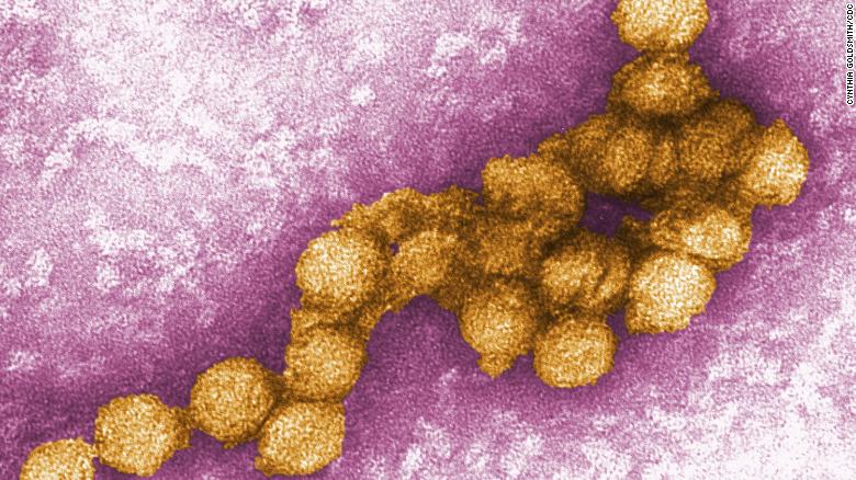 An electron micrograph shows the West Nile virus, which has been identified in 13 counties throughout California, according to the state health department.