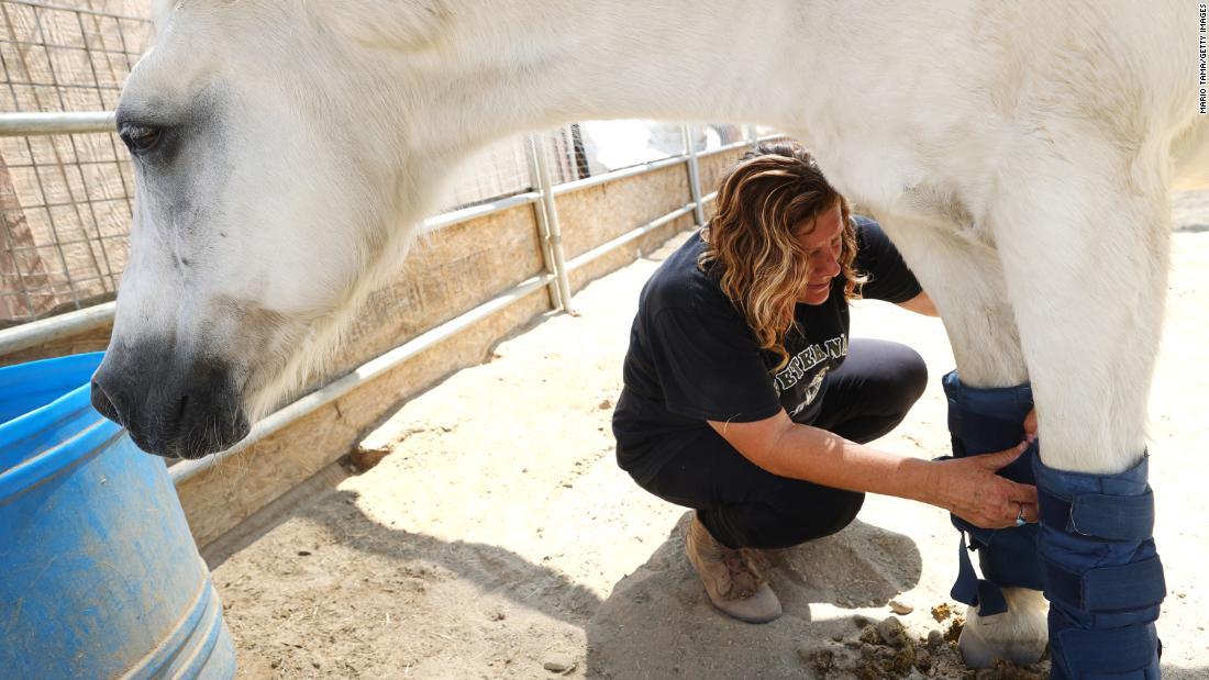 Annette Garcia, director of the Coachella Valley Horse Rescue, straps ice packs onto a horse&#39;s legs to help keep him cool amid a water shortage in Indio, California.
