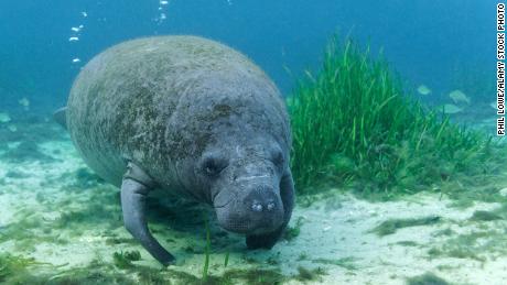 Florida&#39;s manatees have had their worst year on record in 2021 -- just halfway through the year, the species has seen its biggest die-off in recorded history. (This manatee calf is pictured in Florida&#39;s King&#39;s Bay in 2020.)