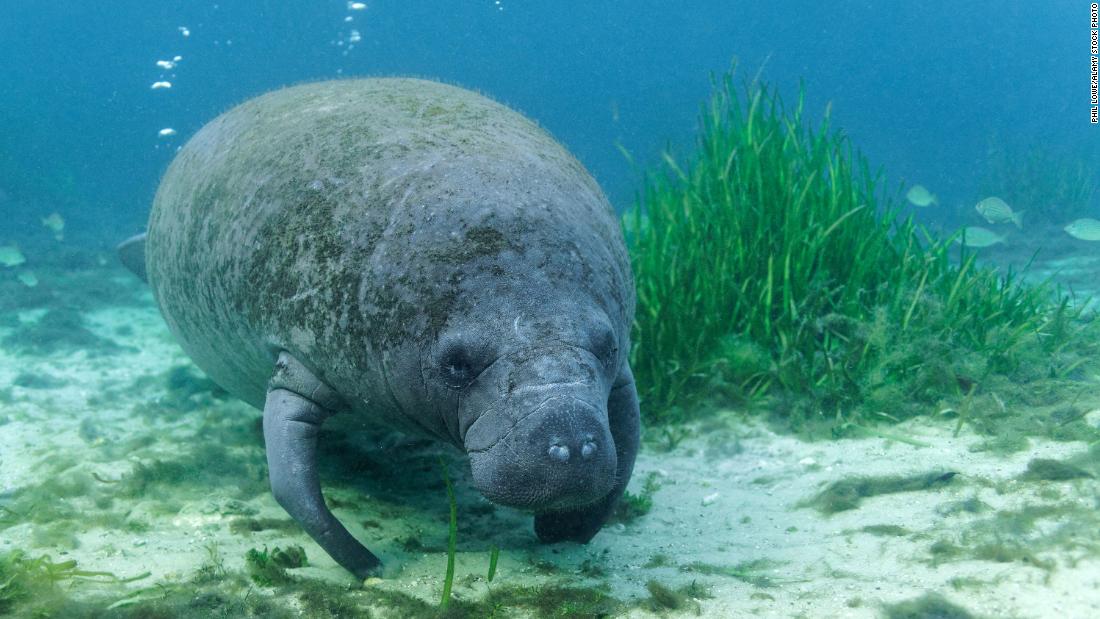 More manatees have died in the first half of 2021 than in any other year in Florida's history, wildlife agency says