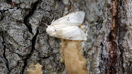 A female Lymantria dispar moth lays her eggs on the trunk of a tree in the Salmon River State Forest in Connecticut.