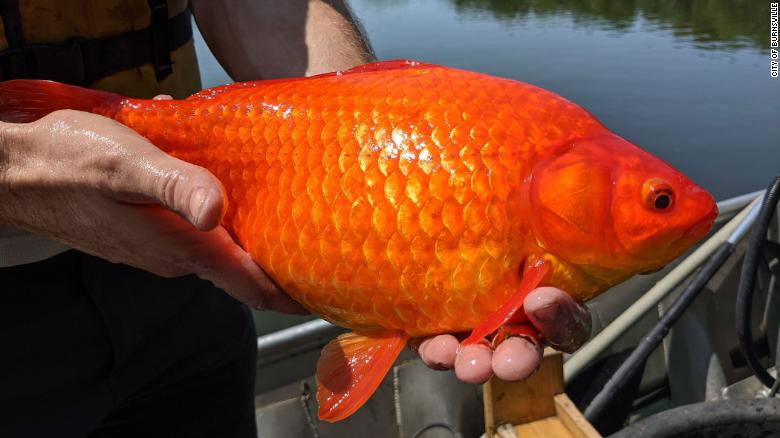 Invasive, football-size goldfish found in a Minnesota lake