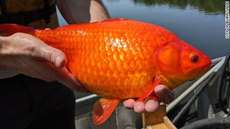 Freed goldfish can grow to the size of a football and contribute to poor water quality by uprooting plants and disturbing the sediment at the bottom of ponds and lakes.