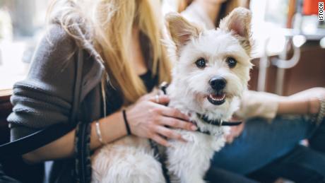Traveling with your pet?  Experts say you need to know this (CNN Underscore)
