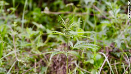 A feral cannabis plant in the middle of a grassland in Qinghai province, central China.