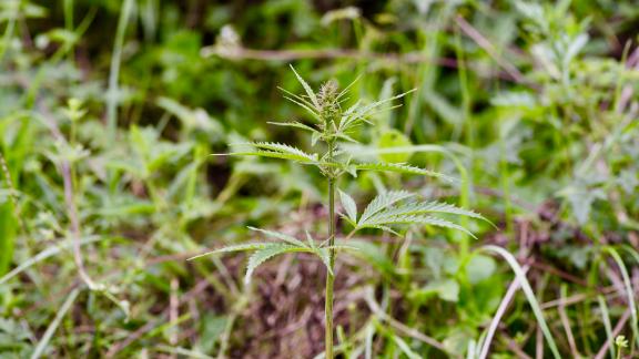 A feral cannabis plant in the middle of a grassland in Qinghai province, central China.