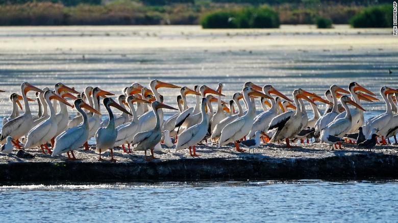 Pelicans gather in June on an island on Farmington Bay near the Great Salt Lake.